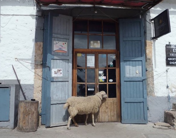 Enjoy the most delicious lamb you have ever tasted in a rustic Mallorcan eatery, steeped in culture and history.