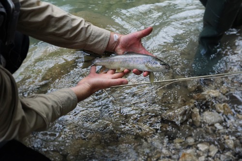 There’s not many places more stunning to fish than the Verdon river, nestled deep down in the largest canyon of Europe, with cliffs rising up to 700 meters right next to you.